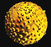 1904_virus.jpg